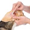 6 Inch Long Cotton Swabs of Medium and Large Pets Ears Cleaning or Makeup 400pcs(6″ 100pcs)
